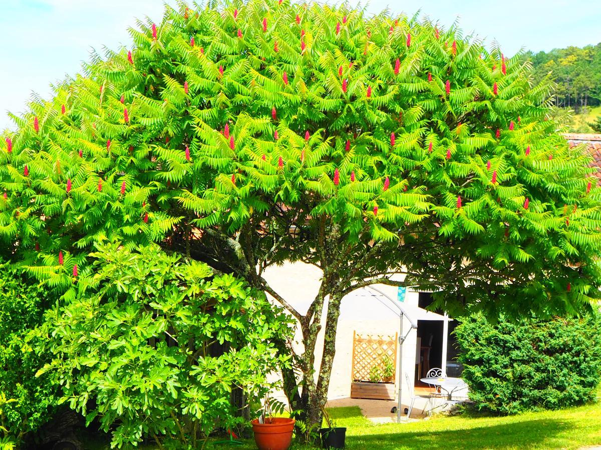 La Belle Verte Grignols  Exteriör bild